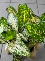 Dracena surculosa