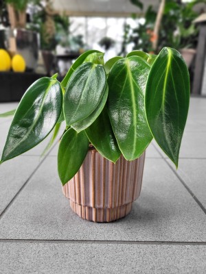 Peperomia Vanilla