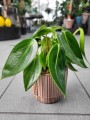 Peperomia Vanilla