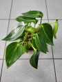 Peperomia Vanilla