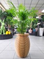 Chamaedorea elegans