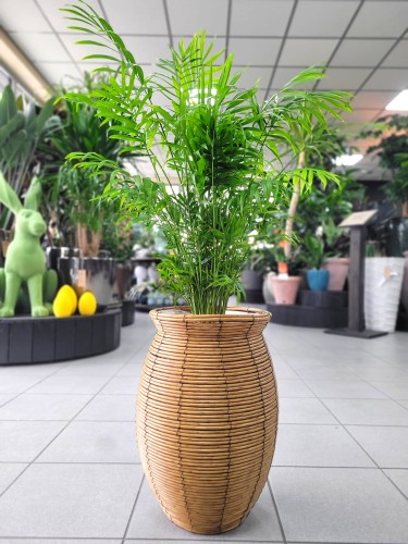 Chamaedorea elegans