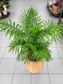 Chamaedorea elegans