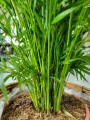 Chamaedorea elegans