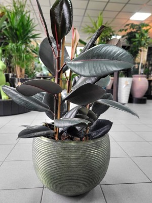 Ficus elastica Abidjan, fikus