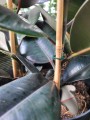 Ficus elastica Abidjan