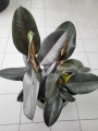 Ficus elastica Abidjan
