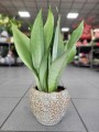 Sansevieria Moonshine