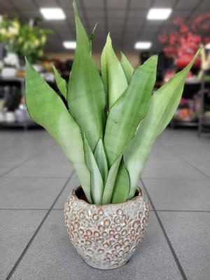 Sansevieria Moonshine