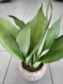 Sansevieria Moonshine