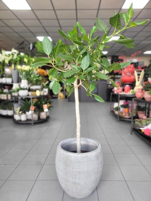 Ficus benghalensis Audrey, fikus L