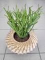 Euphorbia Tirucalli