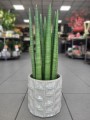 Sansevieria Cylindrica