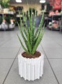 Sansevieria cylindrica Torch