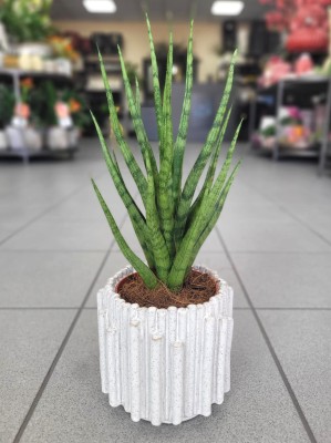 Sansevieria cylindrica Torch