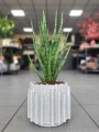 Sansevieria cylindrica Torch