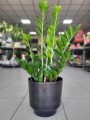 Zamioculcas zamiifolia
