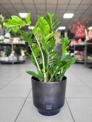 Zamioculcas zamiifolia, zamiokulkas