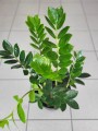 Zamioculcas zamiifolia