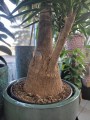 Yucca Elephantipes