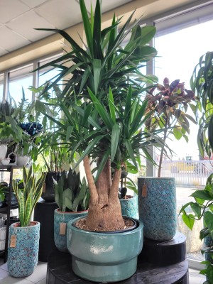 Yucca elephantipes bonsai, juka  XL