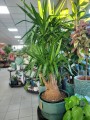 Yucca Elephantipes