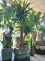 Yucca Elephantipes