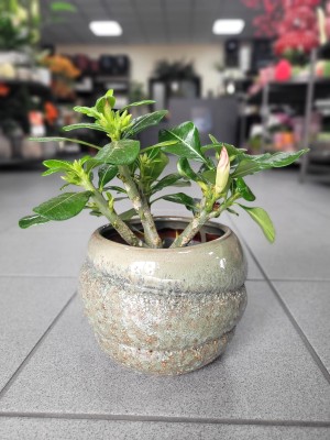 Adenium obesum Pinkstar, róża pustyni