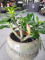 Adenium obesum