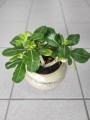 Adenium obesum