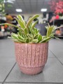 Nidularium schultesianum 'Striped Fireball'
