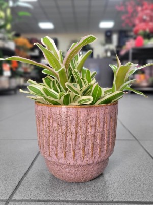 Nidularium schultesianum Striped Fireball, bromelia, gwiaździca