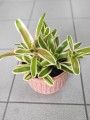 Nidularium schultesianum 'Striped Fireball'