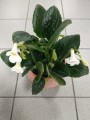 Streptocarpus Snowlina white