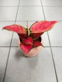 Aglaonema Red Joy