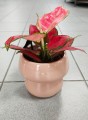 Aglaonema Red Joy