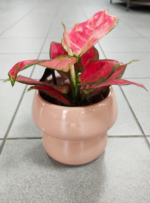 Aglaonema Red Joy