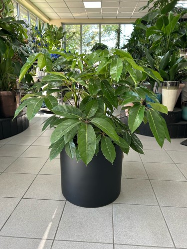Schefflera Amate