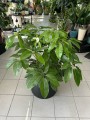 Schefflera Amate