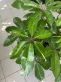 Schefflera Amate