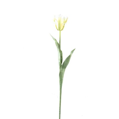 Biały tulipan PTMD