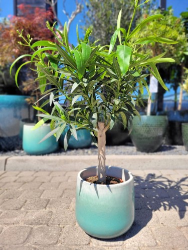Biały oleander na pniu