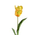 Żółty tulipan PTMD