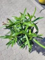 Czerwony oleander na pniu