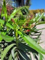 Czerwony oleander na pniu