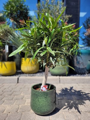 Oleander na pniu, czerwone kwiaty