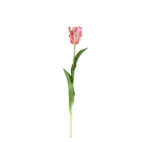 Różowy tulipan PTMD
