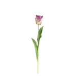 Fioletowy tulipan PTMD