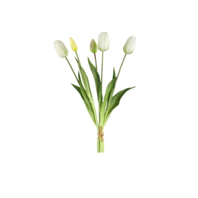 Białe tulipany PTMD