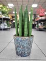 Sansevieria Cylindrica